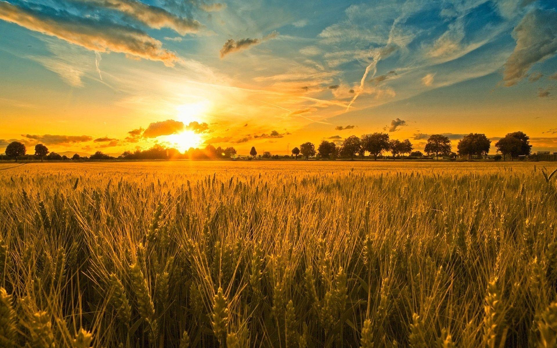 Indiana wheat field at sunset